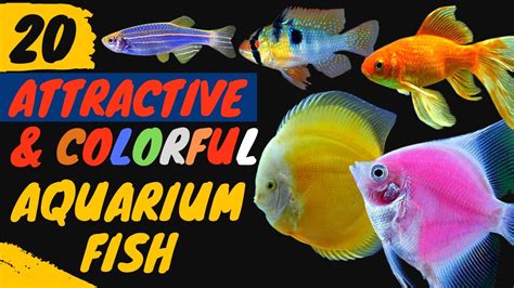 20 Best Freshwater Fish for 20.